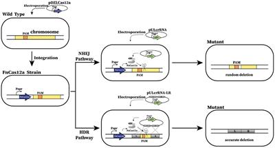 CRISPR-Cas12a-Assisted Genome Editing in Amycolatopsis mediterranei